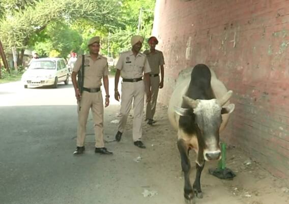 ਹੁਣ ਪੰਜਾਬ ਪੁਲਿਸ ਕੱਢੇਗੀ ਆਵਾਰਾ ਪਸ਼ੂਆਂ ਦਾ ਹੱਲ, ਮੁਲਾਜ਼ਮਾਂ ਦੀ ਲੱਗੀ ਡਿਊਟੀ