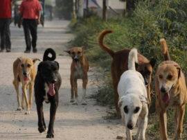 No anti rabies injection injection available in district hospital bulandshahr परेशान हो रहे हैं मरीज, जिला अस्पताल में नहीं है एंटी रैबीज इंजेक्शन