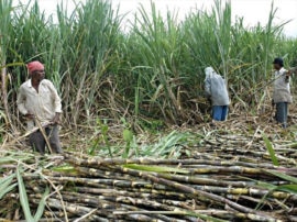 no relief for sugarcane farmers in west up गन्ना किसानों के हित में उठाया गया बड़ा कदम, लेकिन ब्याज भुगतान की राह अब भी नहीं है आसान