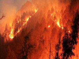 उत्तराखंड में जंगलों में आग का तांडव शुरू, जानें- पिछले 5 सालों में कितना हुआ नुकसान Uttarakhand forest started burning know the loss of last five years उत्तराखंड में जंगलों में आग का तांडव शुरू, जानें- पिछले 5 सालों में कितना हुआ नुकसान