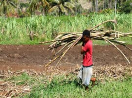 गन्ना किसानों की चेतावनी, नहीं हुआ भुगतान तो करेंगे बड़ा आंदोलन sugarcane farmers warns government for non payment गन्ना किसानों की चेतावनी, नहीं हुआ भुगतान तो करेंगे बड़ा आंदोलन