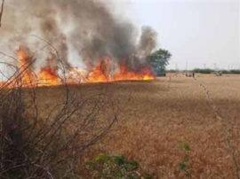 Fire destory wheat crop in etawah आग से हजारों बीघा खड़ी गेहूं की फसल राख, मौके पर पहुंचीं विधायक को गांववालों ने घेरा