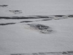 फिर लौटा हिममानव ''येति''! भारतीय सेना ने किया दावा, बेस कैंप के पास मिले पैरों के निशान