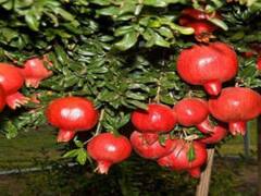 'सोचा था पेड़ से तोड़कर अनार खा लेंगे, लेकिन...अब चोर ने कर दिया है नाक में दम, क्या करें हम'...पढ़ें-खबर