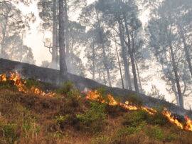 Uttarakhand forest burning snakes terror among dehradun region forest department alert उत्तरांखड के जंगलों में आग से लोग ही नहीं सांप भी हैं परेशान... जानिए कैसे