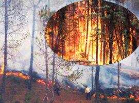 bageshwar range forest burning in fire season smoke creates problem आग से भभक रहे बागेश्वर के जंगल, वन विभाग के दावों की खुली पोल