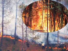 आग से भभक रहे बागेश्वर के जंगल, वन विभाग के दावों की खुली पोल