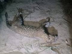 खेत में काम कर रहे किसानों पर तेंदुए ने किया हमला, ग्रामीणों ने घेरकर लाठी-डंडों से मार डाला