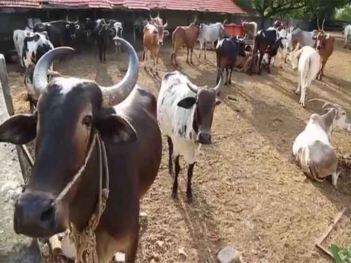 एबीपी गंगा की खबर का असर, गौ शाला और नंदीशालाओं के लिए 14 लाख रुपये जारी nagar nigam release fund for goshala