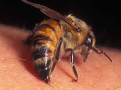 नोएडा: मधुमक्खियों के काटने से एक बच्चे की मौत, दूसरे की हालत नाजुक