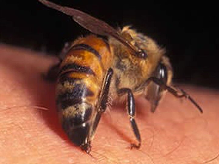 नोएडा: मधुमक्खियों के काटने से एक बच्चे की मौत, दूसरे की हालत नाजुक child death due to the bees bites in noida