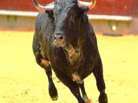 Farmer died in kannuaj after Bull attack यूपी में आवारा सांडों का आतंक जारी, अब कन्नौज में किसान को पटक-पटककर मार डाला