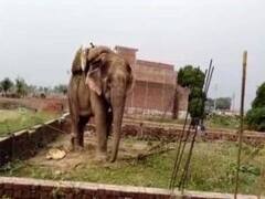 गोरखपुर: तिलक समारोह में बौराए हाथी ने मचाया तांडव, जमकर मचाया उत्‍पात, छह घायल