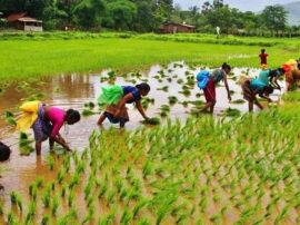 किसानों की आय बढ़ाने के लिए डॉ. स्वामीनाथन ने बताए ये उपाय scientist swaminathan tells solutions to improve farmers income किसानों की आय बढ़ाने के लिए डॉ. स्वामीनाथन ने बताए ये उपाय
