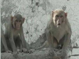 Group of Monkey attack on shopkeeper in vrindavan VIDEO: वृंदावन में नहीं थम रहा बंदरों का आतंक, दुकानदार पर किया जानलेवा हमला