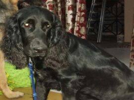 नेता जी की भैंस के बाद अब जादूगर का कुत्ता पुलिस ने बरामद किया up police in search for magician dog in lucknow नेता जी की भैंस के बाद अब जादूगर का कुत्ता पुलिस ने बरामद किया