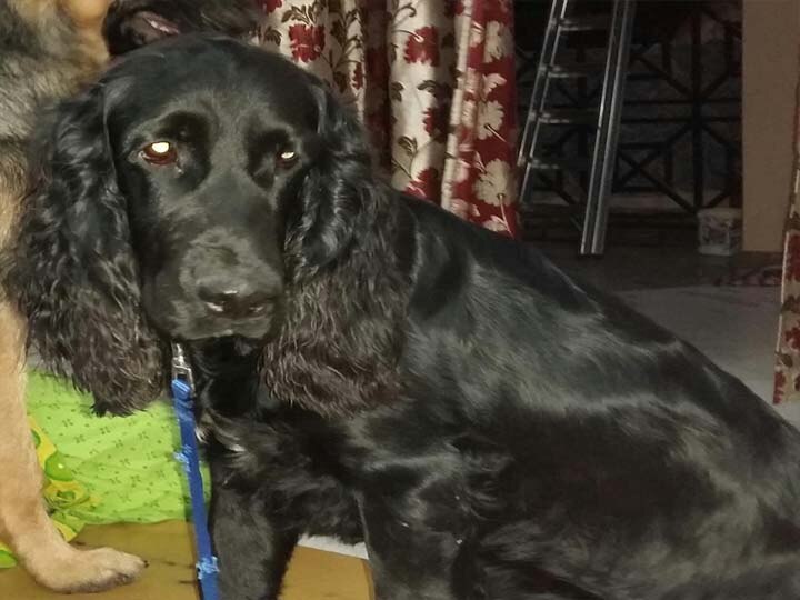 नेता जी की भैंस के बाद अब जादूगर का कुत्ता पुलिस ने बरामद किया up police in search for magician dog in lucknow