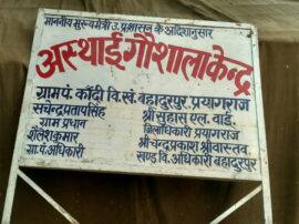 In prayagraj Thirty five cows died in gaushala raised questions प्रयागराज : 35 गायों की मौत का जिम्मेदार कौन? लापरवाही या आकाशीय बिजली ने ली जान