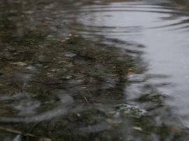 three child died after drown in a pond हरदोई में तालाब में डूबने से दो भाइयों समेत तीन बच्चों की मौत