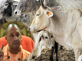 Five more cattle found died in prayagraj cow Shelter Home CM yogi seeks report from all district dm  प्रयागराज में आज फिर 5 गायों की मौत, CM ने जताई नाराजगी; सभी जिलाधिकारियों से मांगी रिपोर्ट