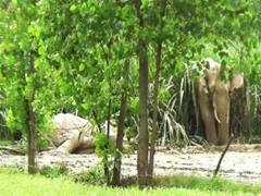 रामपुर में जंगली हाथियों का आतंक, एक युवक को उतारा मौत के घाट