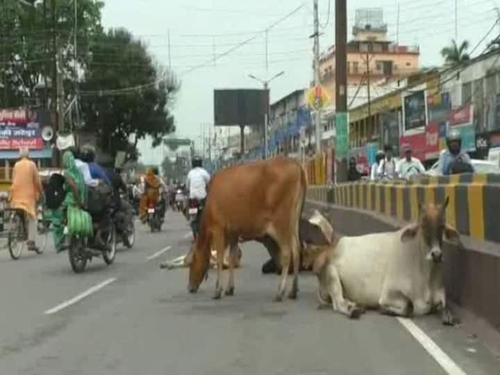 गौशाला या घोटालाः कान्‍हा उपवन में आवारा पशु की जगह पानी ही पानी, सीएम ने दस दिन पहले किया था लोकार्पण