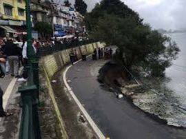 Weak trees remove from mall road in Nainital नैनीताल: मॉल रोड पर कमजोर पेड़ों को हटाना होगा, हो सकता है बड़ा हादसा