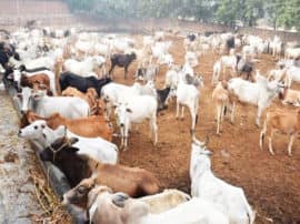 After prayagraj 125 cows found dead in bareilly mayor umesh gautam claims अब बरेली में गाय की मौत पर बवाल, मेयर का दावा - 4 महीने में 125 गायों की हुई मौत