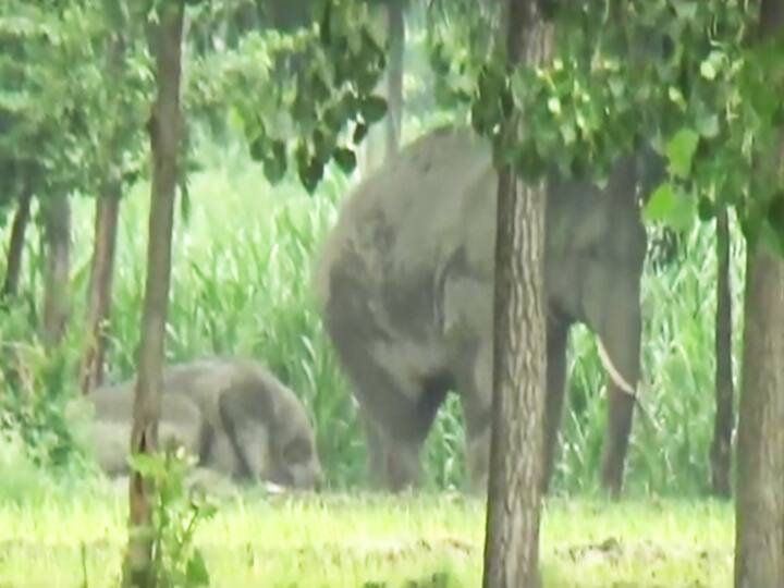 कली, सुलोचना और चमेली अपने 'प्यार' में फंसाकर हाथियों को करेंगी रामपुर से दूर!