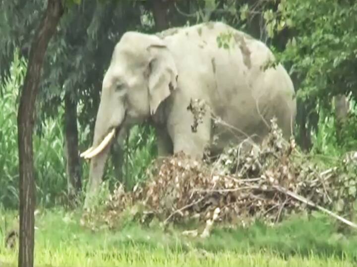 कली, सुलोचना और चमेली अपने 'प्यार' में फंसाकर हाथियों को करेंगी रामपुर से दूर!