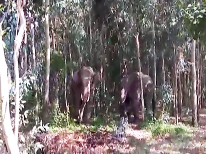 कली, सुलोचना और चमेली अपने 'प्यार' में फंसाकर हाथियों को करेंगी रामपुर से दूर!