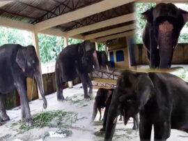 कली, सुलोचना और चमेली अपने 'प्यार' में फंसाकर हाथियों को करेंगी रामपुर से दूर! Female elephant bring from dudhwa park to control wild elephant in rampur कली, सुलोचना और चमेली अपने 'प्यार' में फंसाकर हाथियों को करेंगी रामपुर से दूर!