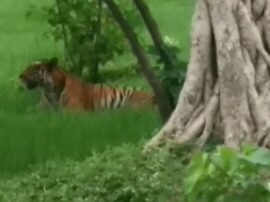 tiger attack on farmers in pilibhit 10 people injured पीलीभीत में गांववालों के हमले में बाघ की मौत, बच्चे को बचाने में 10 लोग भी घायल