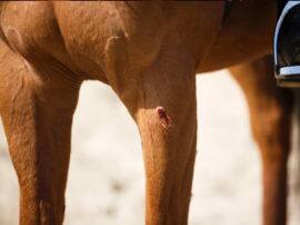 three horses killed in mathura after confirmation of glanders जानिए, क्यों मथुरा में तीन घोड़ों को जहरीला इंजेक्शन देकर मारा गया?