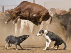 Uttar Pradesh Cow Death due to Dogs hunt Cow उत्तर प्रदेश में गोशाला में कुत्तों ने की थी गायों की हत्या: पोस्टमार्टम रिपोर्ट