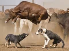 उत्तर प्रदेश में गोशाला में कुत्तों ने की थी गायों की हत्या: पोस्टमार्टम रिपोर्ट