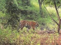 पीलीभीत: हमले के बाद आक्रोशित ग्रामीणों ने बाघ को पीट पीट कर मार डाला