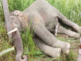 elephant death in Lakhimpur Kheri due to electric current लखीमपुर खीरी: दुधवा नेशनल पार्क में बारिश का कहर, करंट की चपेट में आने से हाथी की दर्दनाक मौत