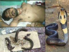 सांप ने काटा तो, शराब के नशे में धुत शख्स ने दांतों से काटकर सांप के टुकड़े टुकड़े कर दिये