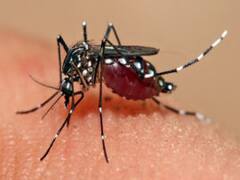 डेंगू ने बढ़ाई स्वास्थ्य विभाग की टेंशन, देहरादून में चपेट में हैं 75 लोग