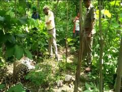 हरिद्वार: एक के बाद एक तीन गुलदार के शव मिलने से सकते में वन विभाग