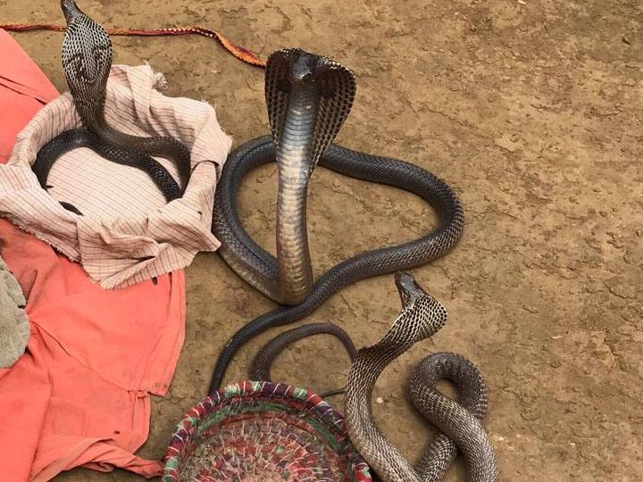 Image result for bccho ki trh khelta hai ye skhs sanp ke sath