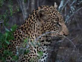 उत्तराखंड: एक दिन में चार तेदुओं के शव मिलने से हड़कंप, जहर देने की आशंका four leopard found died in uttarakhand उत्तराखंड: एक दिन में चार तेदुओं के शव मिलने से हड़कंप, जहर देने की आशंका