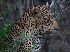 उत्तराखंड: एक दिन में चार तेदुओं के शव मिलने से हड़कंप, जहर देने की आशंका