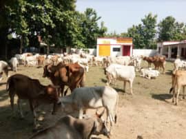 angry farmers locked stray cattle in primary school in balrampur यहां लगी है गायों की पाठशाला, जानें आखिर माजरा क्या है