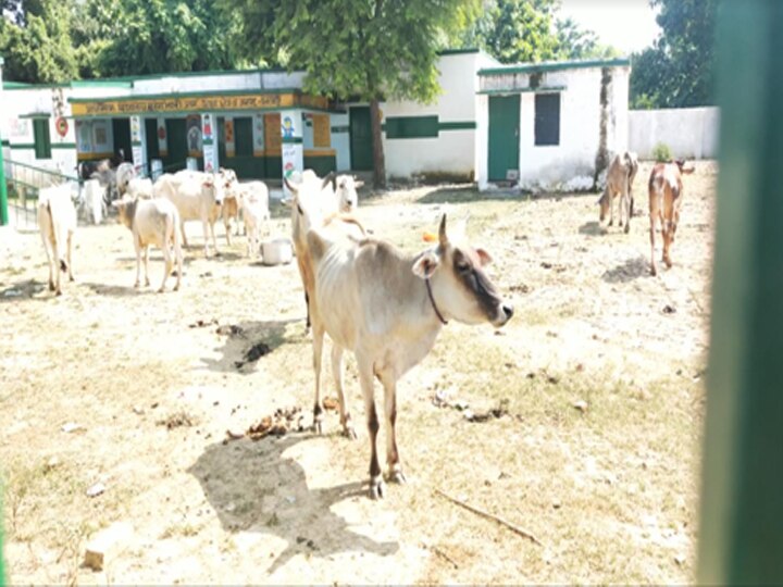 यहां लगी है गायों की पाठशाला, जानें आखिर माजरा क्या है