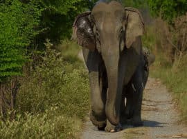 conflict between elephants and humans in jim corbett national park जिम कॉर्बेट नेशनल पार्क में हाथियों और इंसानों के बीच हो सकता है टकराव, आप भी जानें- वजह