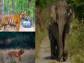 स्थापना की 83वीं वर्षगांठ मना रहा है जिम कॉर्बेट नेशनल पार्क, 1819 तक गढ़वाल के राजा की था सम्पत्ति Jim Corbett National Park celebrating the 83rd anniversary of the founding स्थापना की 83वीं वर्षगांठ मना रहा है जिम कॉर्बेट नेशनल पार्क, 1819 तक गढ़वाल के राजा की था सम्पत्ति