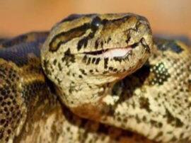 african rock python found in haldwani uttarakhand हल्द्वानी के इस गांव में अजगर घुसने से मचा हड़कंप, लंबाई जानकर हैरान रह जाएंगे आप