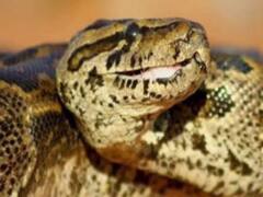 हल्द्वानी के इस गांव में अजगर घुसने से मचा हड़कंप, लंबाई जानकर हैरान रह जाएंगे आप